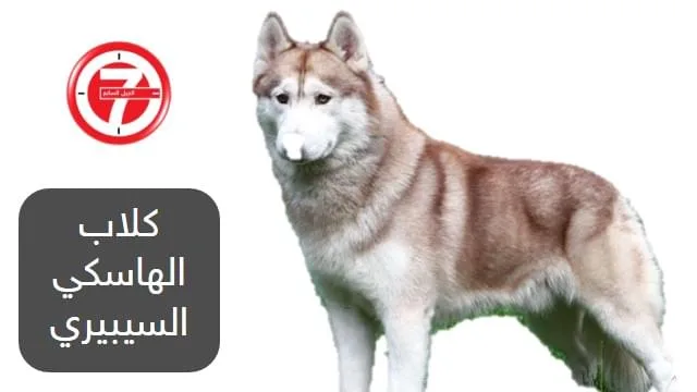1- كلاب الهاسكي السيبيري