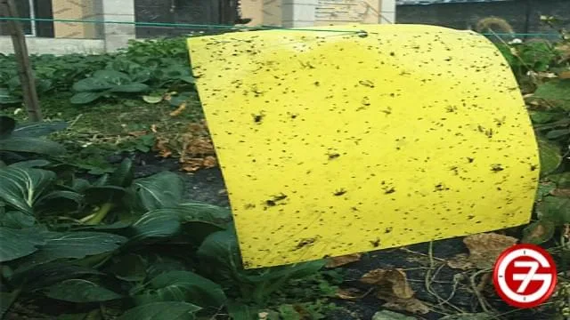 ورق لاصق لصيد الذباب Flypaper مصنوع في المنزل