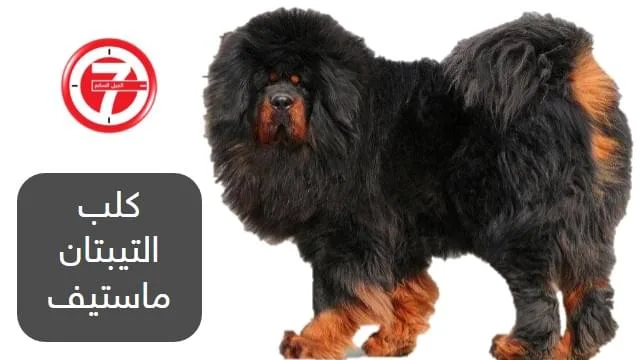 2- كلب التيبتان ماستيف (نوع قديم من سلالات الكلاب)