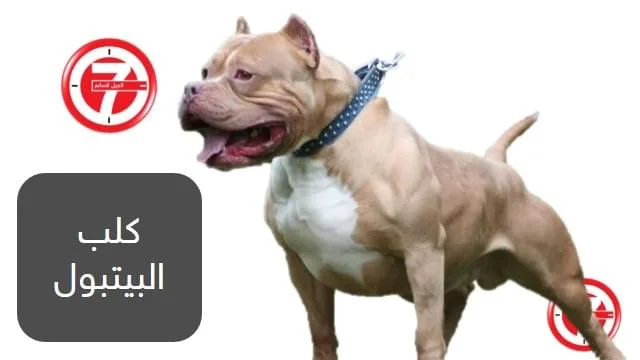 7- كلب البيتبول