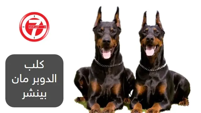 5- كلب الدوبر مان بينشر
